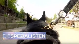 Polizeihund im Einsatz Spürhund erschnüffelt Vermissten  Auf Streife  Die Spezialisten  SAT1 TV [upl. by Eessac]