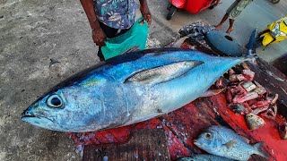 Huge bluefin tuna cutting On Street  BLUEFIN TUNA FISH CUTTING SKIL ASMR [upl. by Ertnom8]