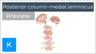 Dorsal Column Pathways  Ascending Pathways  2  CNS  Physiology [upl. by Tibbetts]