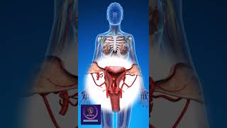 Reproduction 3D animation  Female Reproductive System [upl. by Claudian]