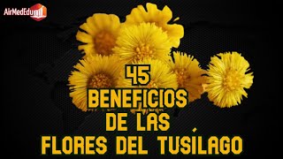 45 Beneficios de las Flores del Tusílago [upl. by Daffy938]