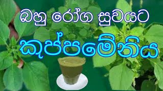 Kuppameniya 2022  Acalypha indica 2022  කුප්පමේනිය  kuppameniya wala guna 2022 [upl. by Mintun]