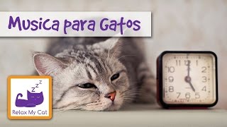 Cure ansiedad por separación Gato con música relajante [upl. by Melak300]