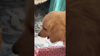 ❣️dog doglover dogshorts doglovers goldenretriever subscribe viralreels doglover lanimals [upl. by Latimer215]