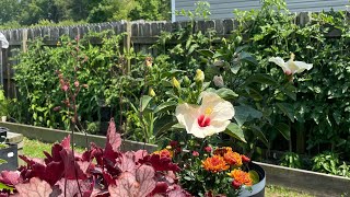 TomatoesCucumbers Peppers Squash Plants Square Foot Small Raised Bed Gardening Suburban Homestead [upl. by Eekaz673]