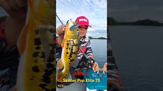 Rapala 2024 new lure Skitter Pop Elite 75 fishing fish mancing gewang fyp malaysia sufix [upl. by Atnwahs14]