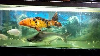 My 10 year old iridescent shark fish  Japanese koi fish in one tank [upl. by Filomena]