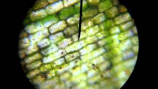 celstroming waterpest cytoplasmic streaming in Elodea Cyclosis [upl. by Sallyann]