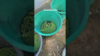 Azolla Pinnata [upl. by Annayat125]