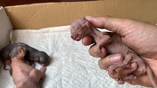 Good Bye  My sphynx kitten new born 🥲 [upl. by Anerev91]