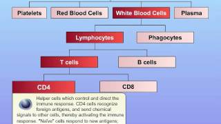 HIV Basic Function of Immune System [upl. by Adnorhs]