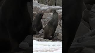 Experience Fur Seal Like Never Before in the Heart of Antarctica [upl. by Vitia]