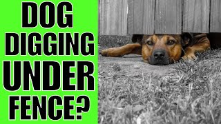 How To STOP A Dog From Digging Under A Fence NOW [upl. by Gavini]