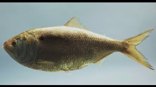 Help Save Menhaden Quite Possibly the Most Important Fish in the Sea  Pew [upl. by Urien]