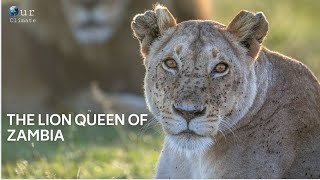 Lion Queen of Nakuru New Documentary 2021  Our Climate [upl. by Htnnek]