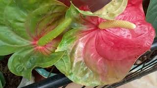 Beautiful Anthurium Flowers [upl. by Kirimia]