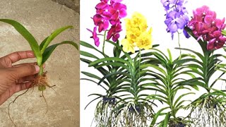 Growing orchids from cuttings [upl. by Lenahtan851]