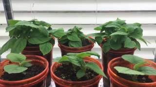 How To Grow A Kiwi Tree Or Vine From Seed Day 53 [upl. by Dasteel]