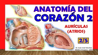 🥇 Anatomía del CORAZÓN 25  Aurículas configuración interna [upl. by Amiaj]