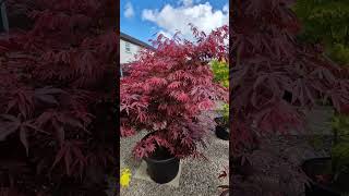 Ep 11 Acer Palmatum quotAtropurpureumquot Spring amp Early Summer colour [upl. by Godrich695]