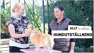 ALLT vi vet om HUNDUTSTÄLLNING [upl. by Nerrual]