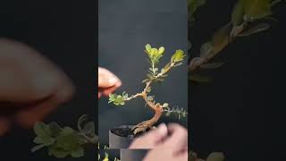 BONSAI Buxuscomo hacer MASARU BONSAI [upl. by Winnie62]