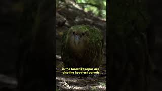 Kakapo  Most Unique Species Of Parrot  shorts [upl. by Gnahc138]