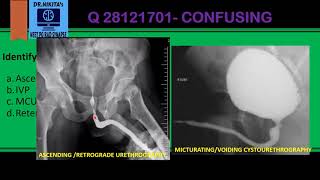 IDENTIFYING INVESTIGATIONS OF URINARY SYSTEM IVPRGPASUMCU [upl. by Aivul286]