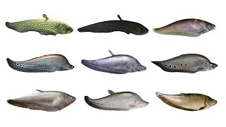 9 Species of Knifefish  Featherback Fish Species [upl. by Gilletta]