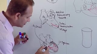 Ventricles and Aorticpulmonary Septum  Embryology [upl. by Heman]