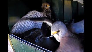 Brutal fight between kestrel and jackdaw [upl. by Barney412]