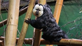 Male Whitefaced Saki Monkey Climbing Bamboo Indoors [upl. by Nanor]