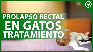 🐈 PROLAPSO RECTAL en GATOS Qué es causas síntomas diagnóstico y tratamiento 😰🐈 [upl. by Ernest]