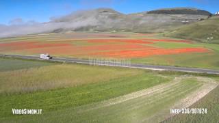 VideoSimon Fioritura Castelluccio di Norcia PG drone [upl. by Houston]