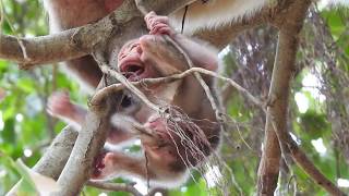 OMG Baby monkey newborn Very pity Babies are born on tall trees [upl. by Narton31]