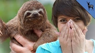 I Met a Sloth and Freaked Out [upl. by Idnaj467]