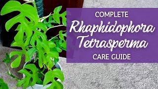 Mastering Rhaphidophora Tetrasperma A Comprehensive Care Guide [upl. by Inimod94]