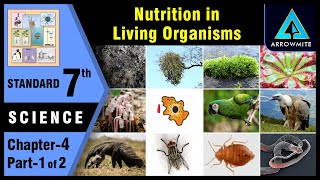 Nutrition in Living Organisms  Std 7  Science  Chapter 4  Part 12  Maharashtra Board [upl. by Westfahl]