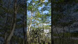 paper tree or falcata tree ang taastree falcatashorts shortvideo short shortsfeed [upl. by Anev405]