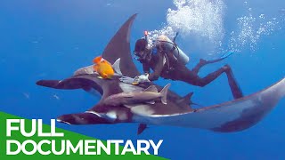 Giant Manta Rays of San Benedicto  Blue Realm  Free Documentary Nature [upl. by Oscar]