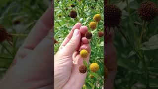 Harvesting seed from sneezeweed seedsaving [upl. by Anatnom]