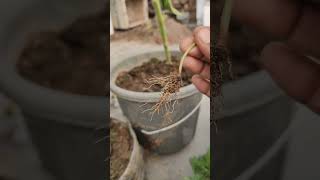 Removing phyllanthas niruri from My GardenA StepbyStep Guide short ytshorts viral shorts [upl. by Animor]