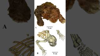 Mummified Homotherium Cub [upl. by Varick153]