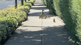 12 ducklings rescued from San Mateo storm drain reunited with mom by local agencies [upl. by Eidna238]