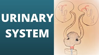 Urinary system [upl. by Neltiac]