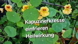 Kapuzinerkresse einfrieren Heilwirkung [upl. by Stu957]