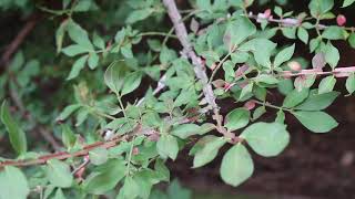 Burning bush Euonymus alatus  Plant Identification [upl. by Sokim]