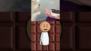 Cuidado Chocolate Pode Ser Perigoso para Cães [upl. by Aisyram]