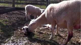 Katahdin Sheep lambing [upl. by Amund]