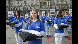 SchockProtest vor Hamburger Rathaus Tierrechtler halten tote Pelztiere in den Händen [upl. by Eadas]